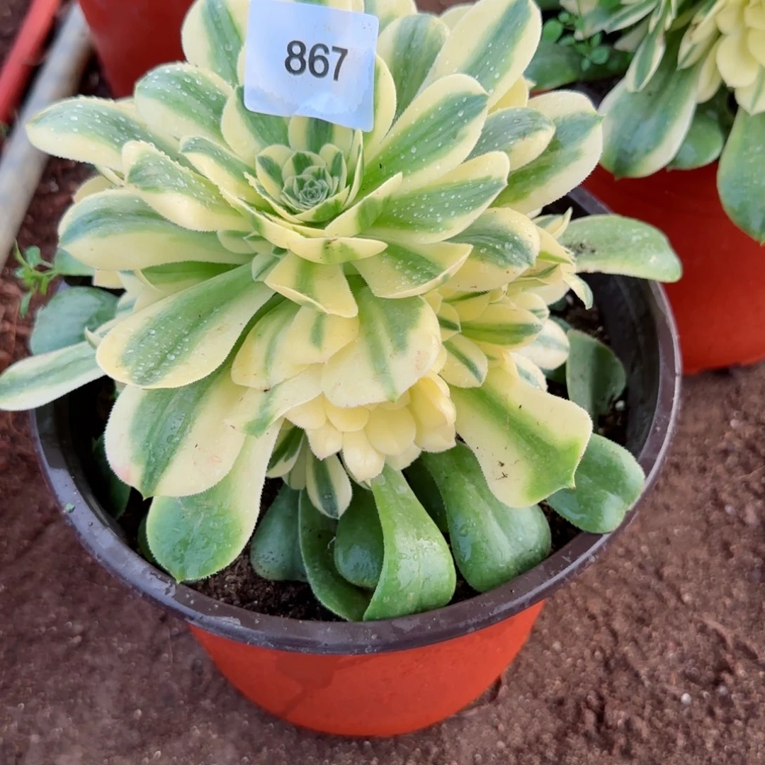 辛尼亚法师多肉867