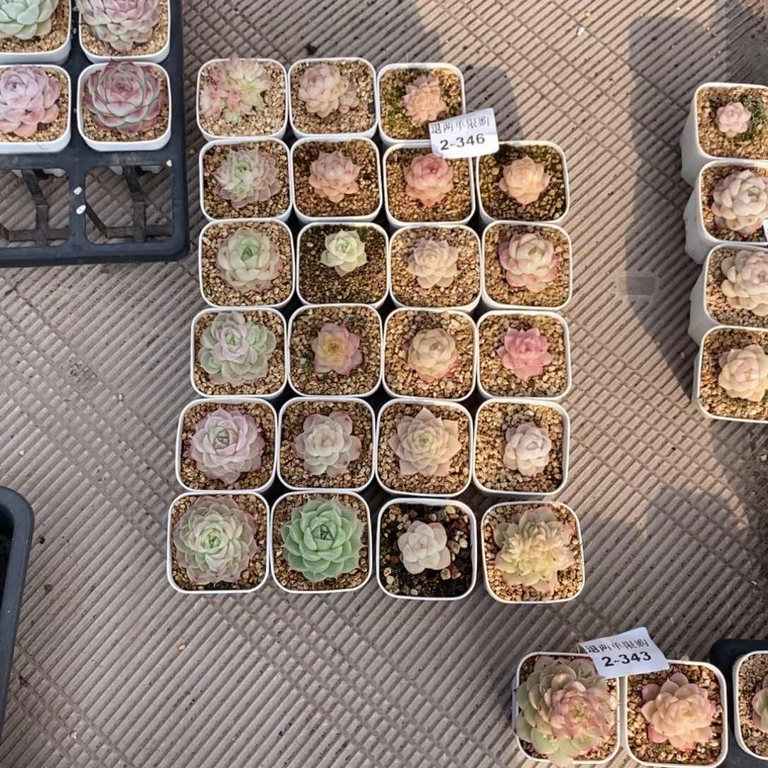 向*?2-346多肉多肉多肉多肉多肉多肉