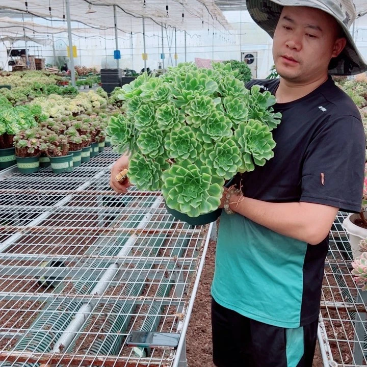 超大颗绿豆沙周正多肉法师