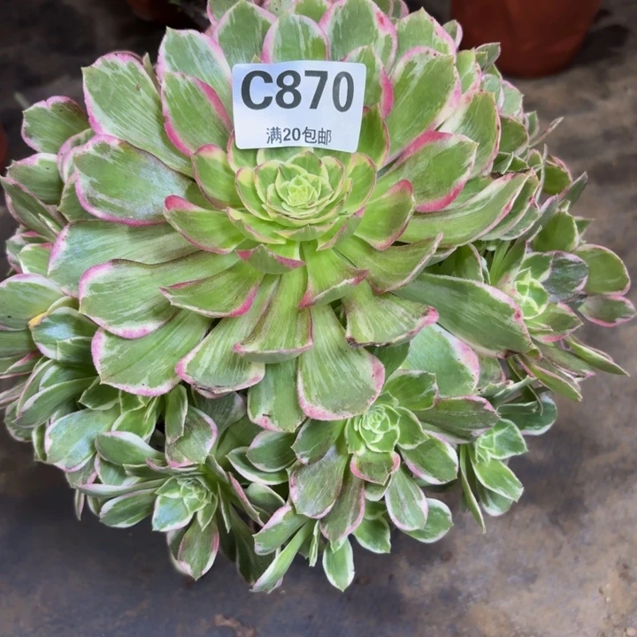 瑞妈多肉植物，870.