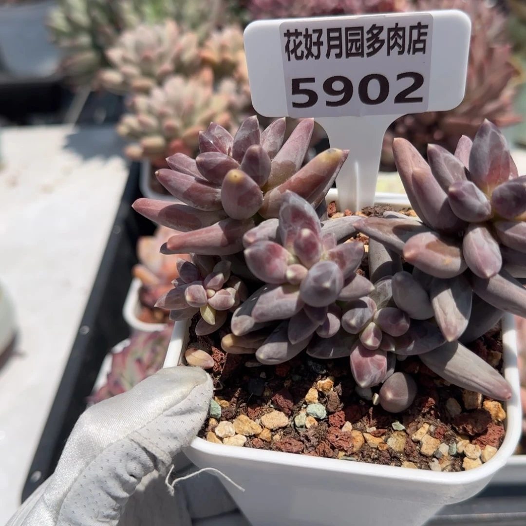 M*言多肉植物5902……………
