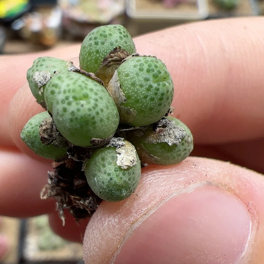 【闪购商品】54 蟠桃斑马