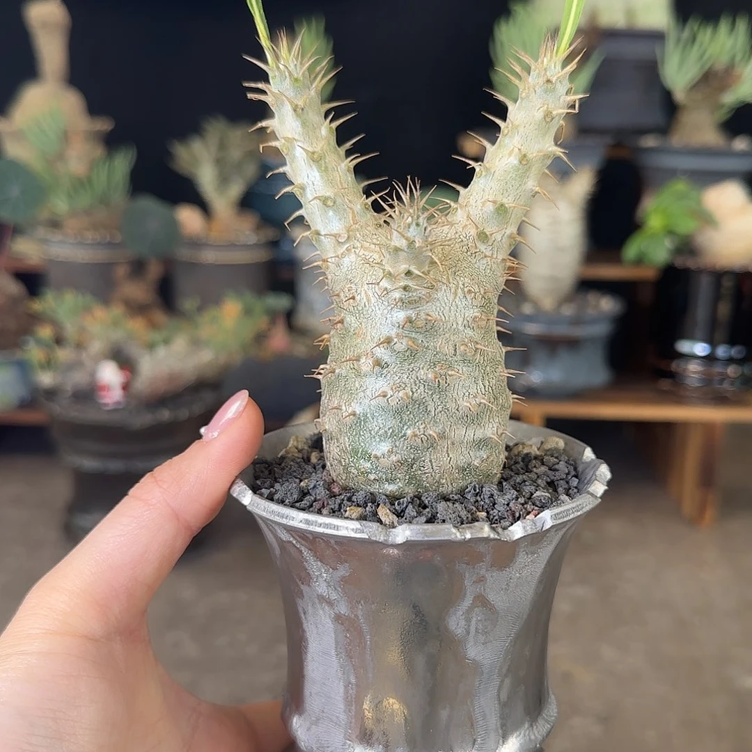 一物一拍实生象牙宫50