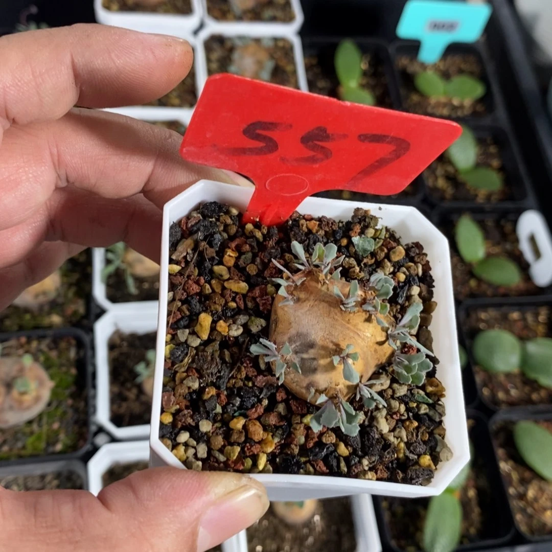 产地格加厚炖菊一个多肉