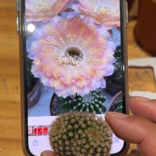 彩草心舞侧芽缀化3公分左右