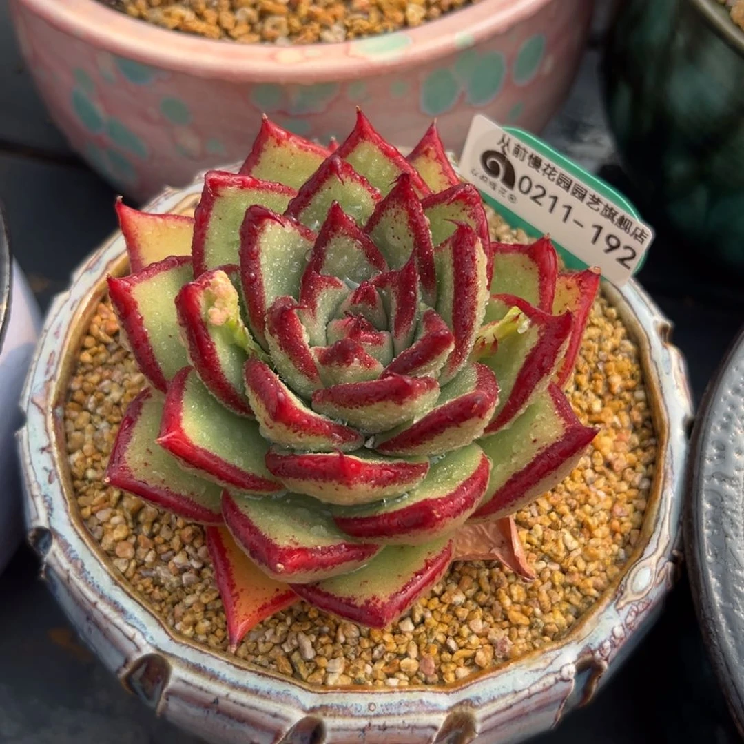 多肉一物一拍0211-192