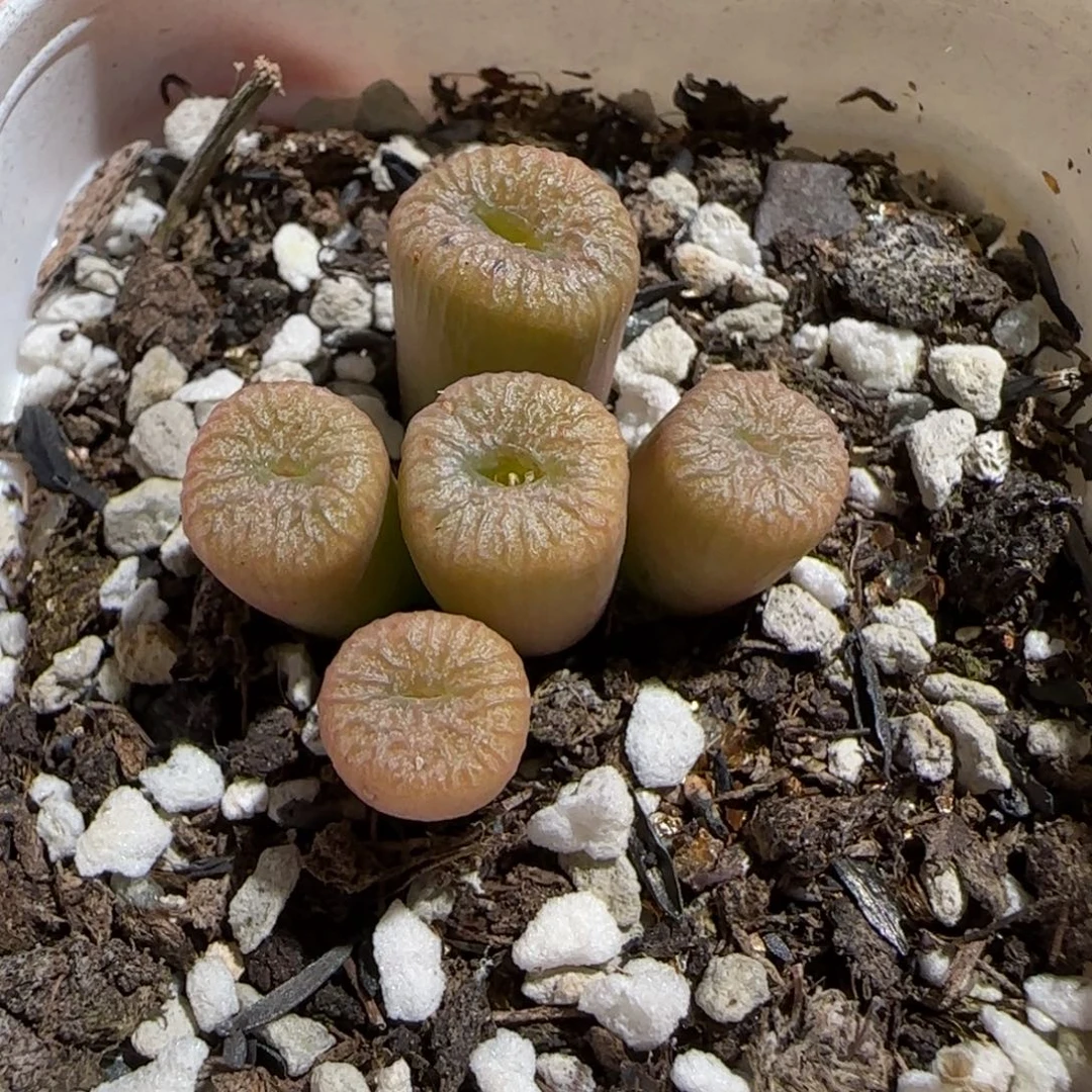 肉锥多肉植物组合-流水铜壶1122