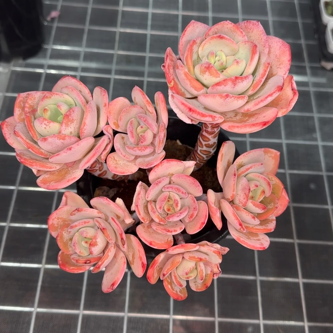 从前慢花园精选多肉白月光