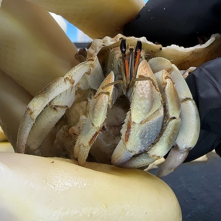 A46亚种红日1.5cm口径