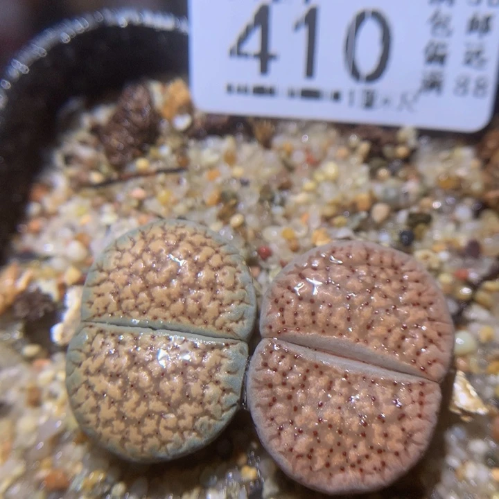 精品生石花27.410