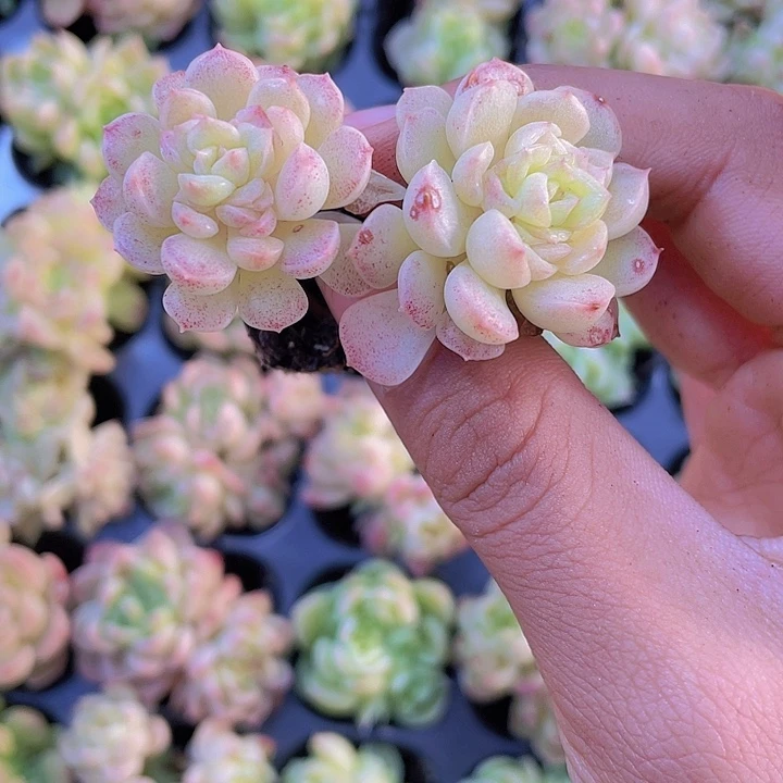 85精品麦秆2颗一组