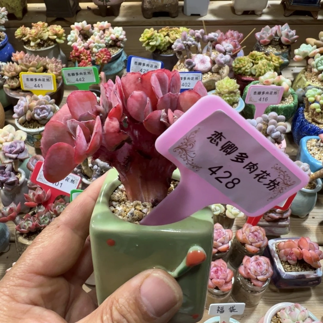 428蓝色玫瑰老桩缀0000