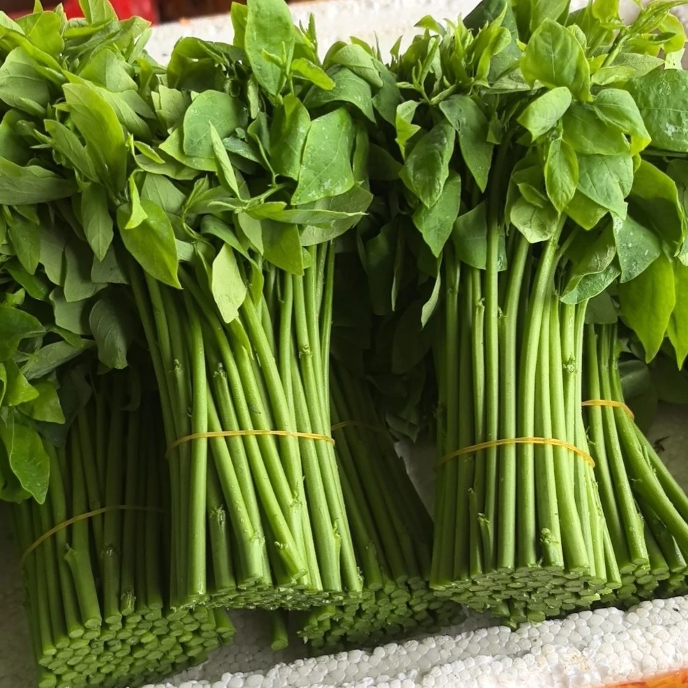 潮汕树仔菜新鲜野菜正宗树菜青菜绿色蔬菜