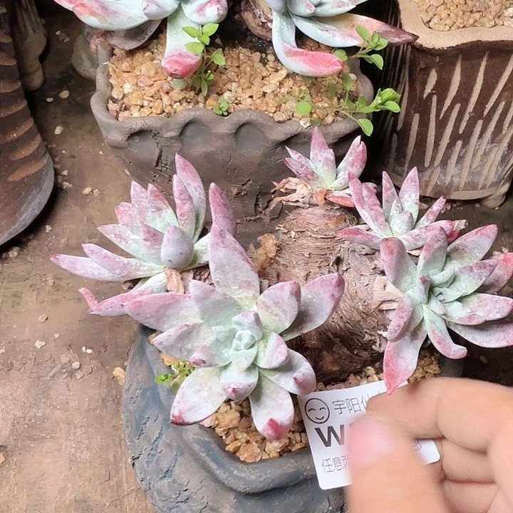 2642苹果叶杂交多肉