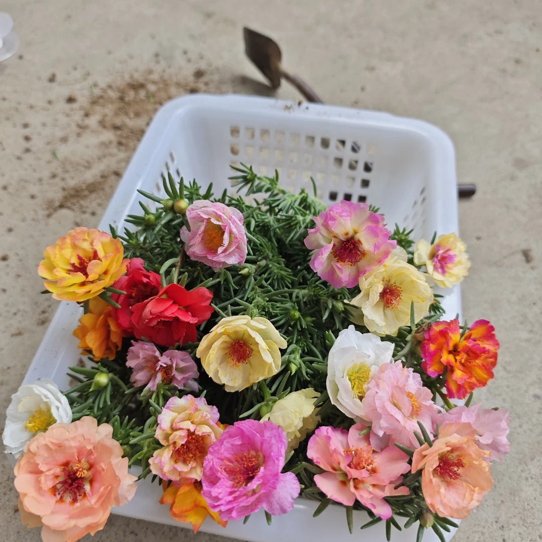 混色籽播太阳花种子 半重瓣 少部分会返祖播出单瓣 阳台花友慎拍