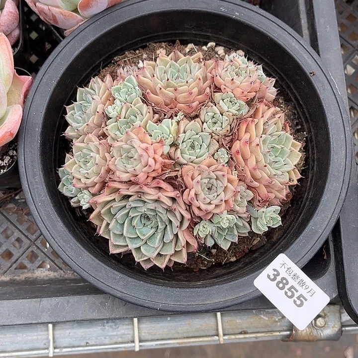 阿雅园艺。         3855沙罗姬