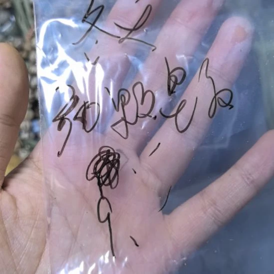 冬***天白玉菩提吊坠菩提散珠自选菩提散珠