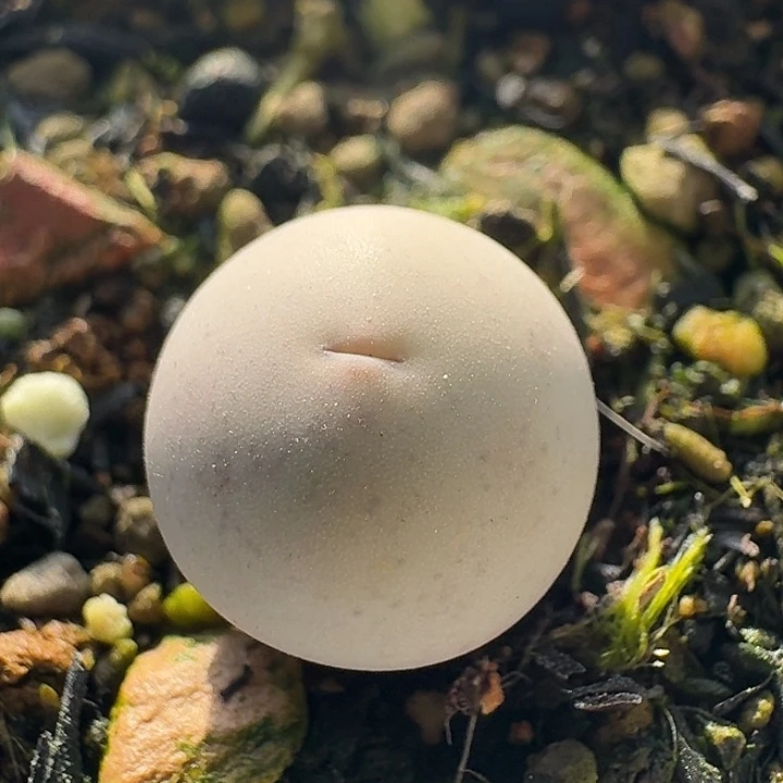 130 v嘴1102。肉锥