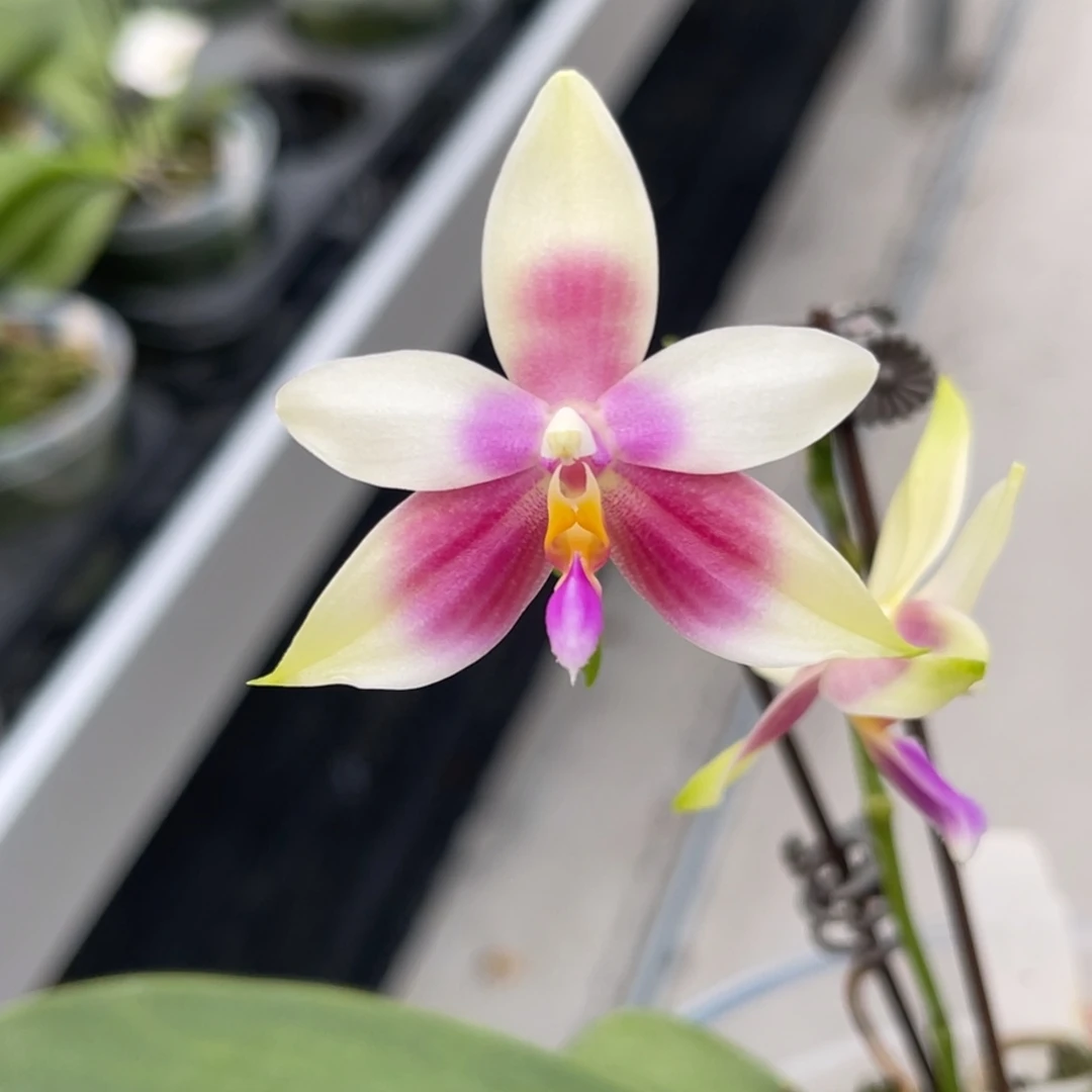 完全开放966 3寸香妃 一物一拍