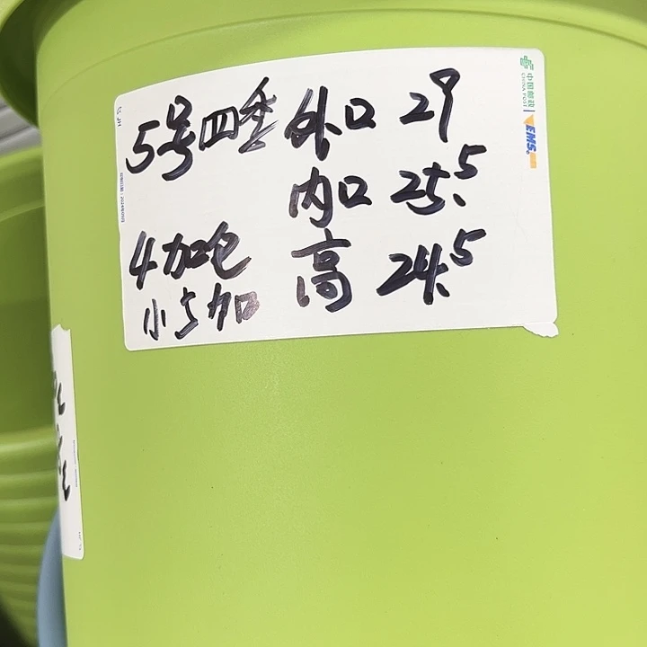 特价5号四季口29高25果绿无托6个