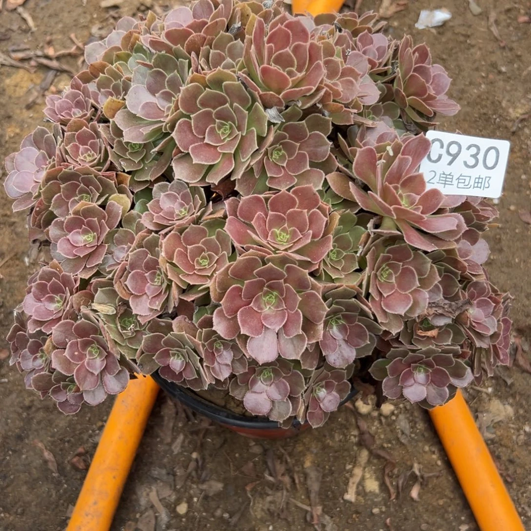 930多肉  荷兰玫瑰不包断头