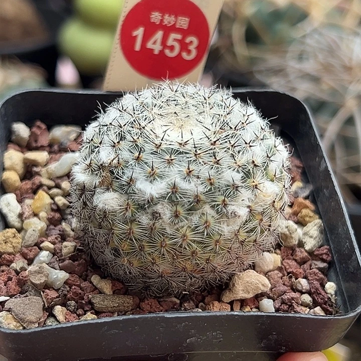 自根输入雪顶恋山彦4.2cm