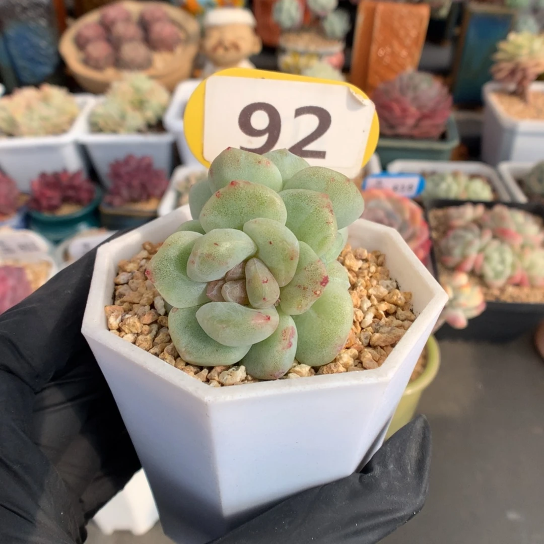 92 冰玉石化多肉