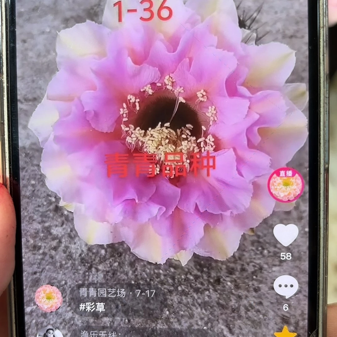 彩草1-36号6公分左右
