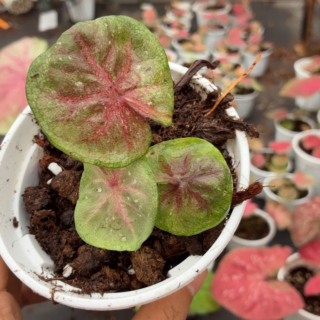 橙***猫大部分开放少量花苞B067