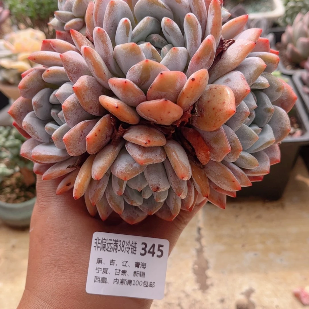 345橙子德华多肉