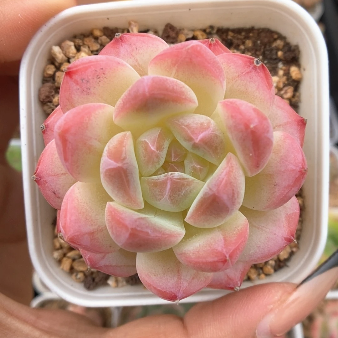 美心福利可拍546号
