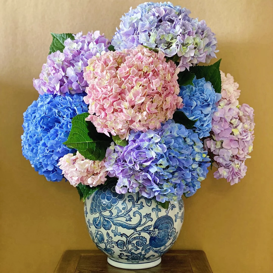 【买二单赠一】 绣球 hydran 鲜花