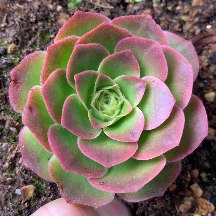 一物一拍四月天116