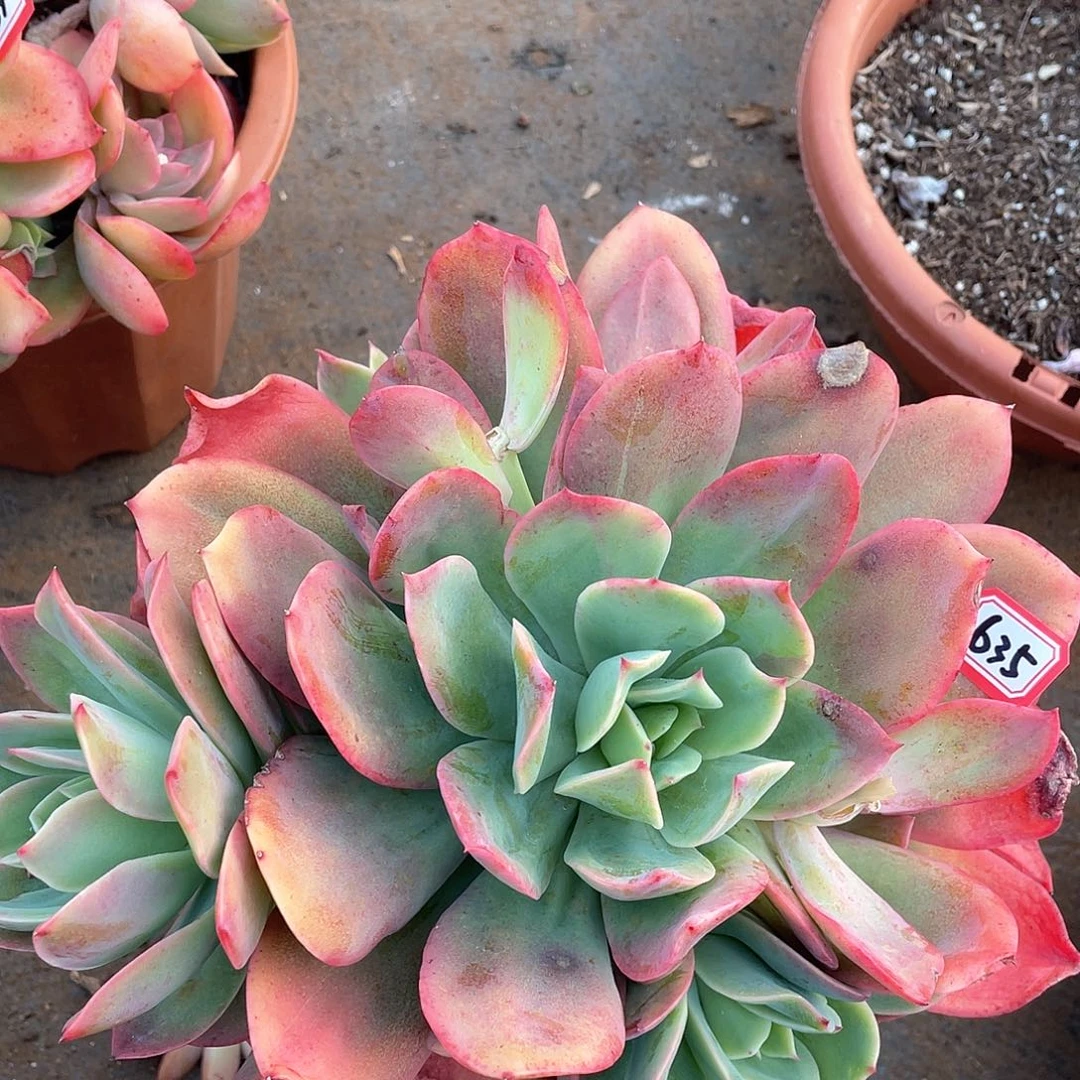 635绮罗一物一拍多肉