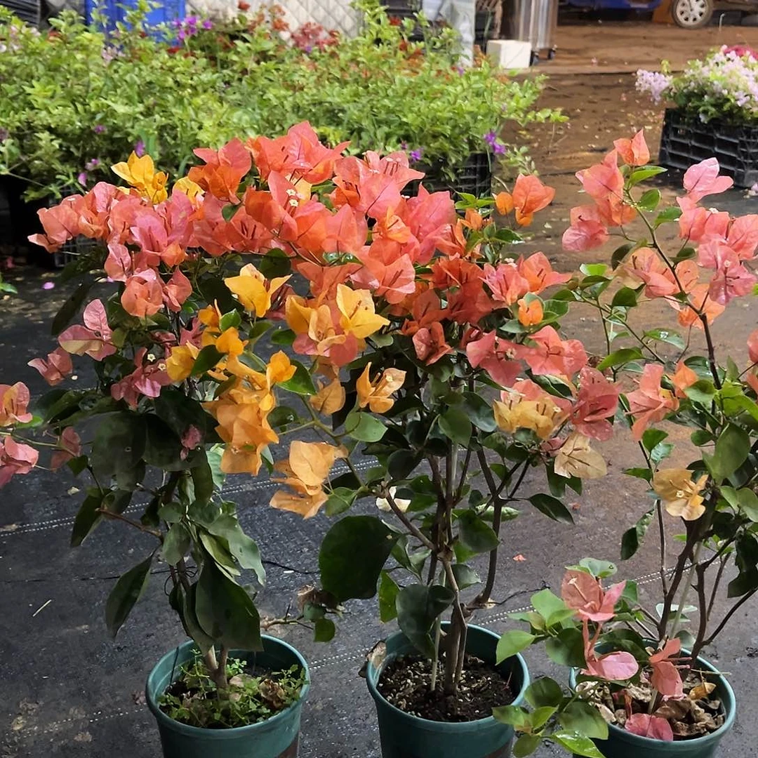 完全开放阿达娜带竹一颗