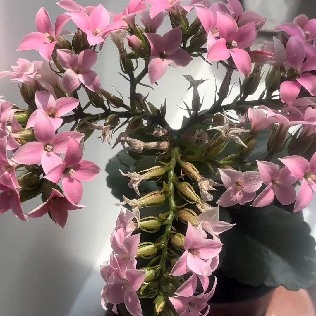 粉凤尾长寿花凤尾系列稀有品种