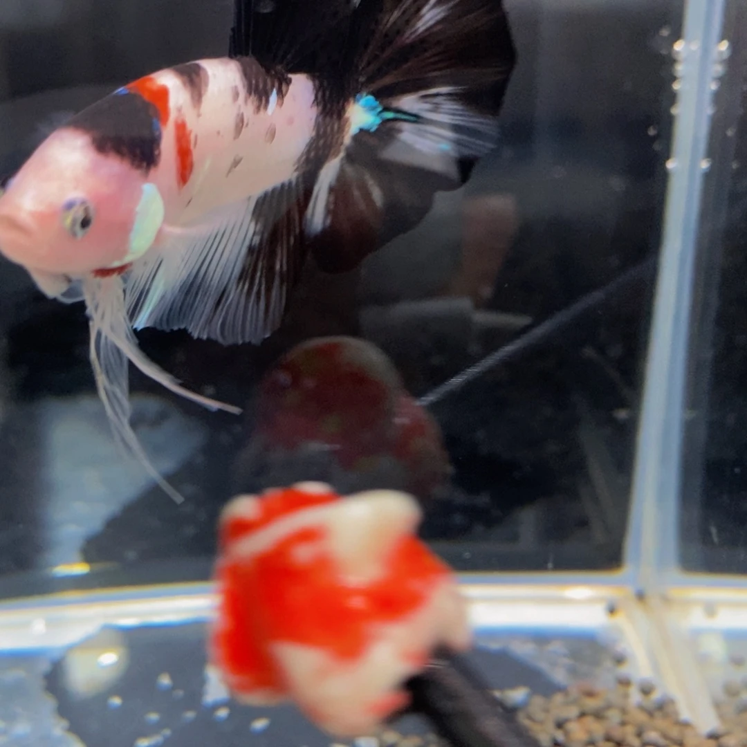 斗鱼299巨斗111111