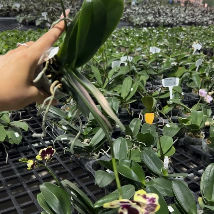 *****不开花植物小丑鱼2.5