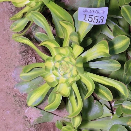 553暴君多肉植物