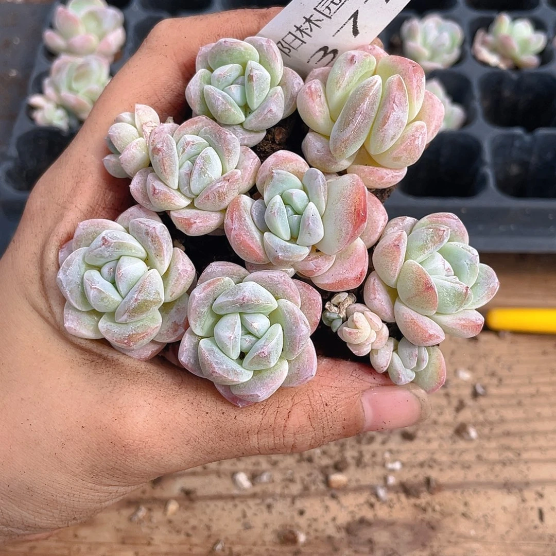 多肉植物多肉植物377