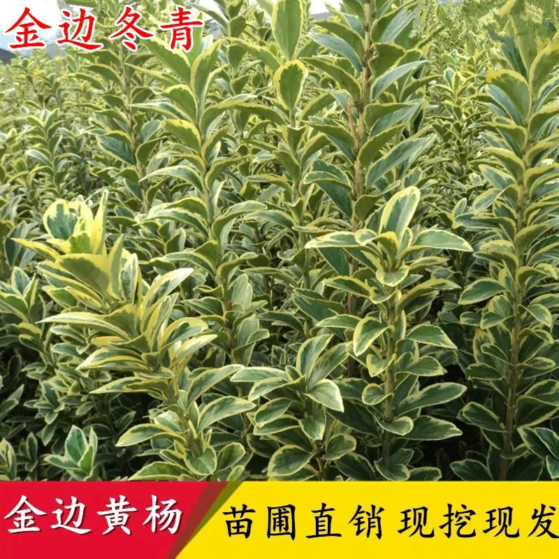 金边黄杨苗庭院绿化苗木金边冬青四季常青耐寒篱笆常绿冬青树苗