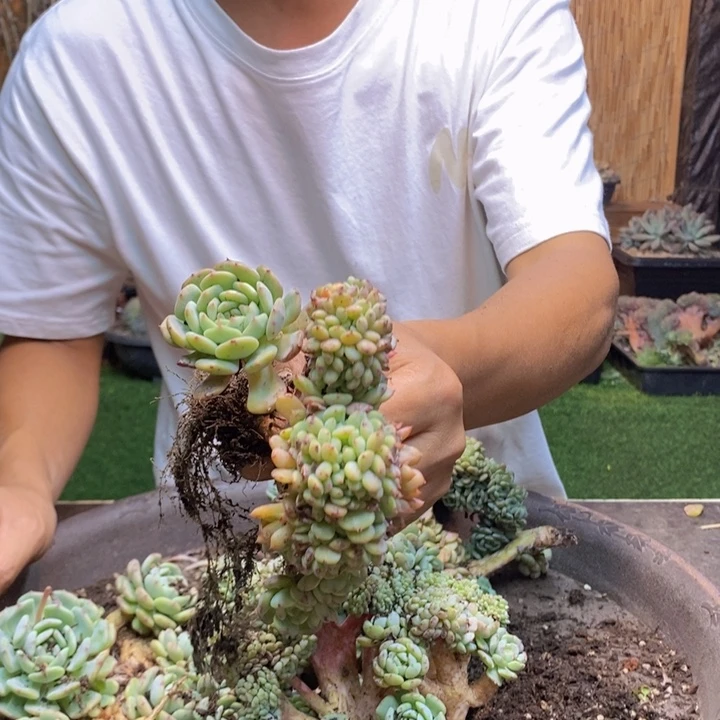 ****定892 号白胖子多肉植物