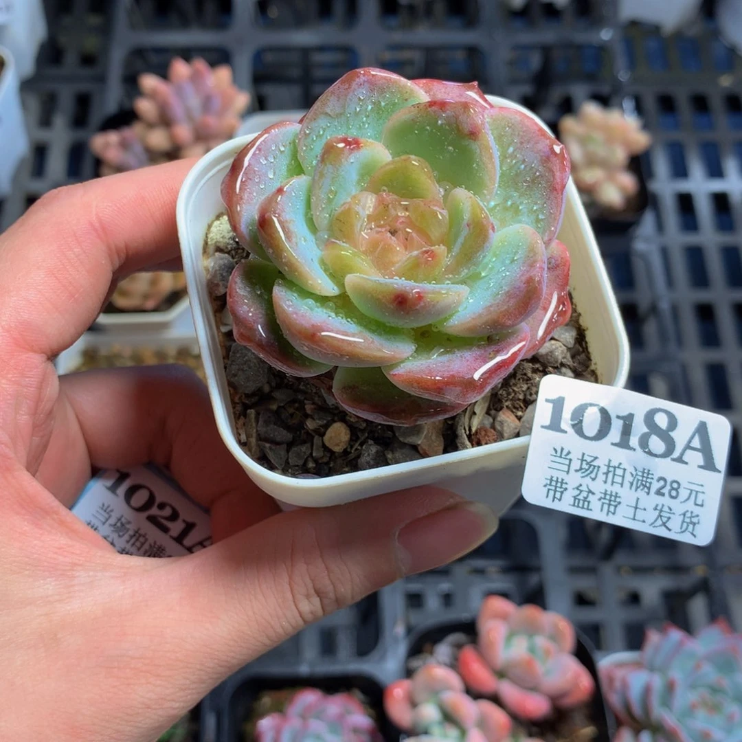 5厘米盆精控多肉1018