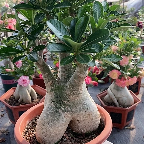【闪购商品】无花朵红*影绿植