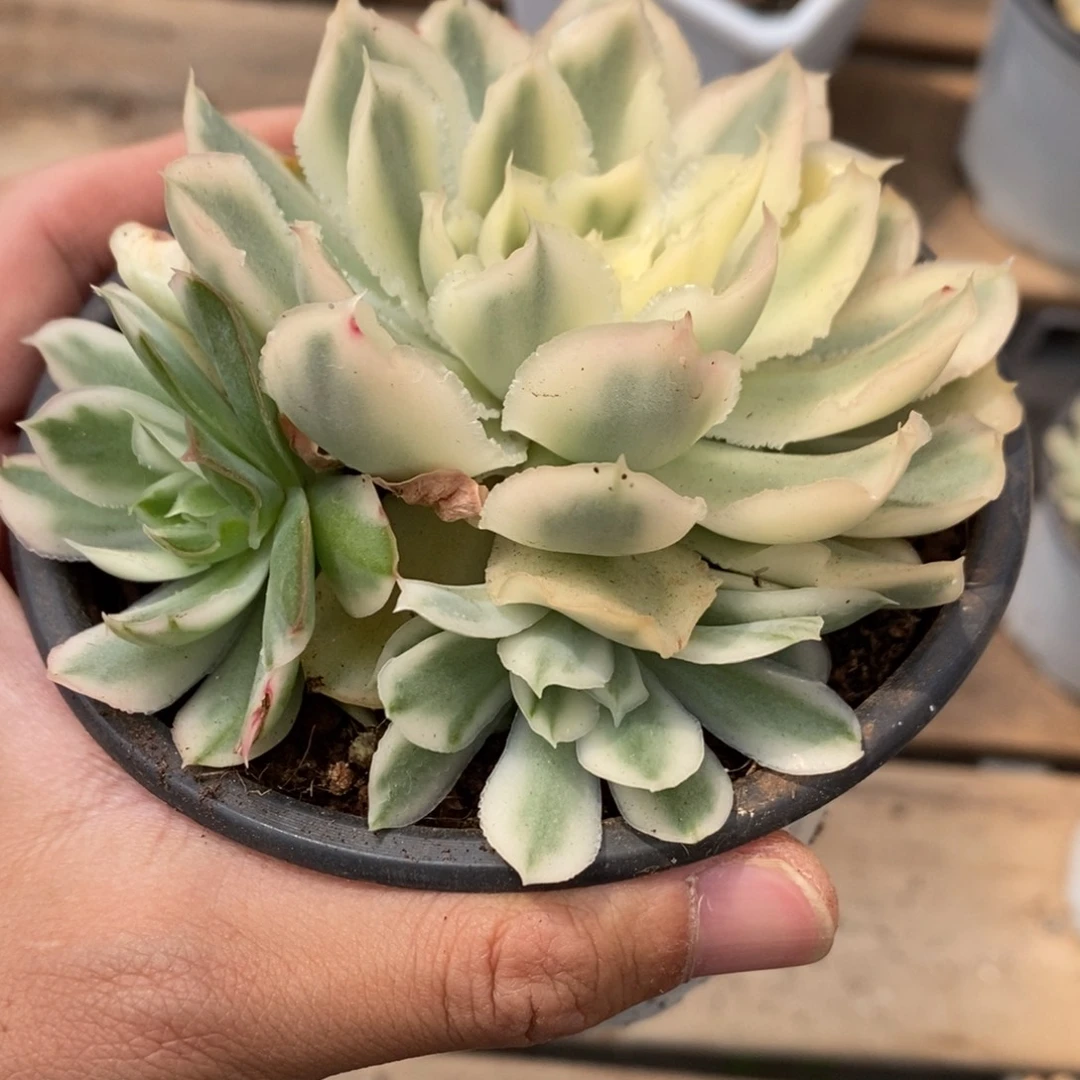 紫蝴蝶锦多肉植物7862