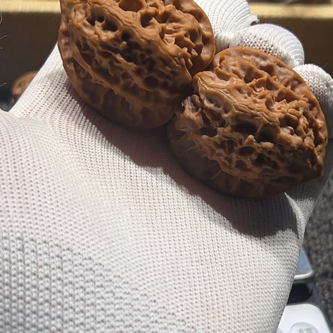 观***舍核桃玲珑7号链接荣鑫