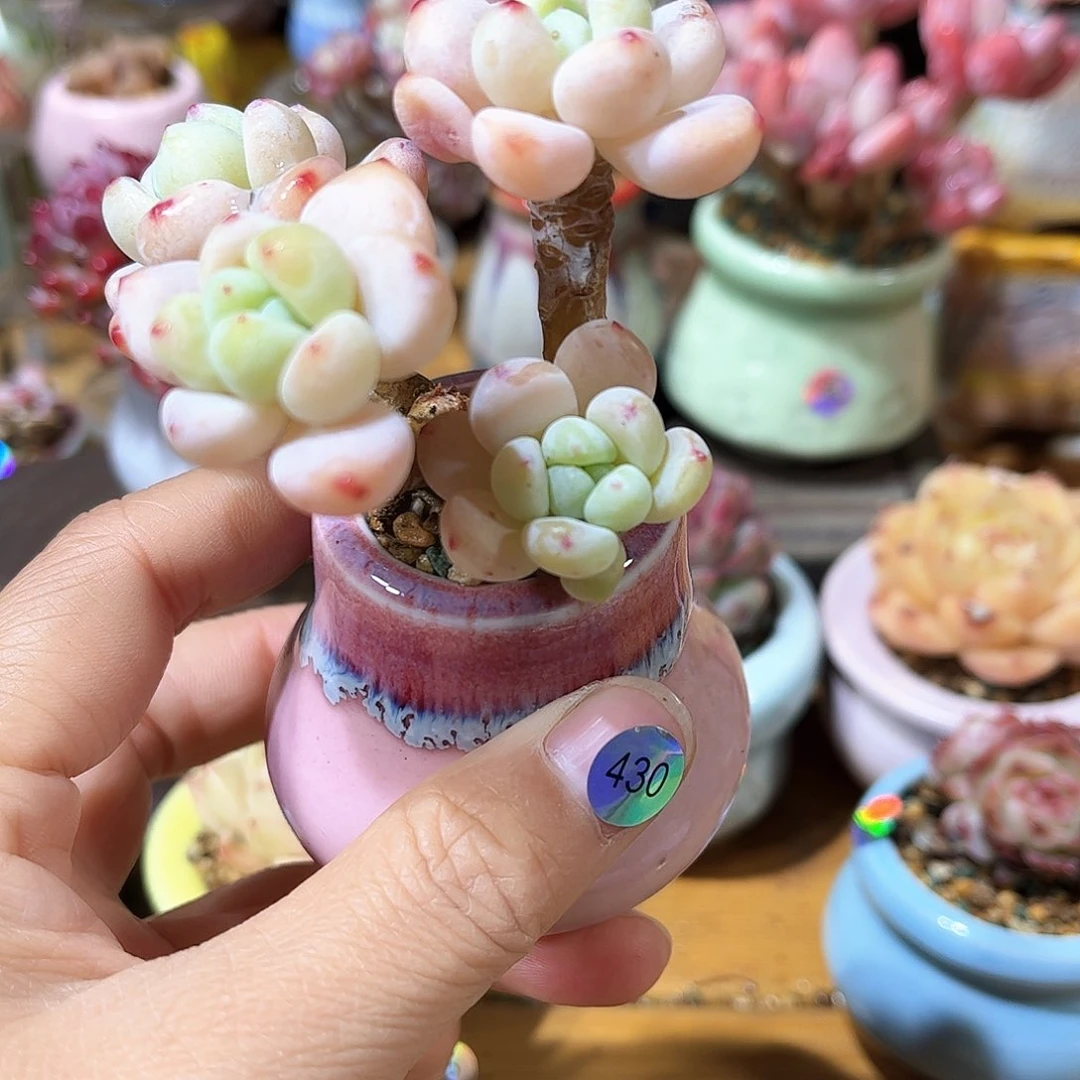 430 多肉含盆土30元包邮除偏远