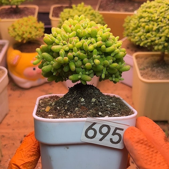 无花朵695金桔糖球