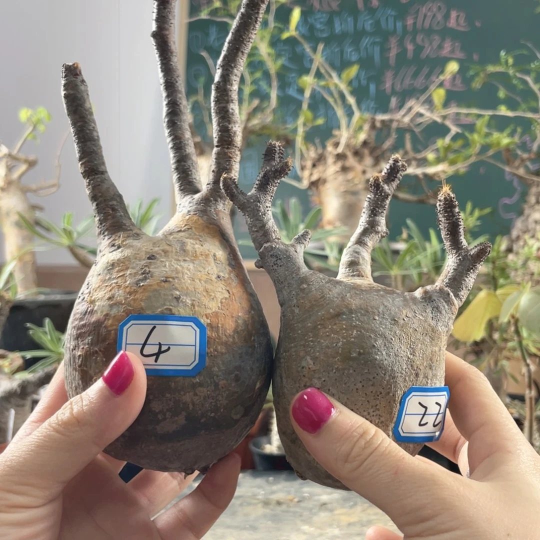 5月31日直播间福利宫不退换