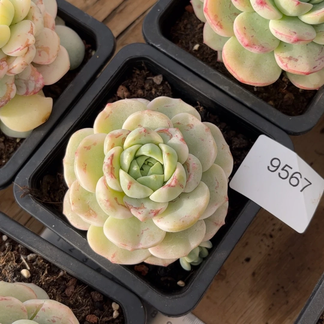 一***求9567单头香草锦多肉